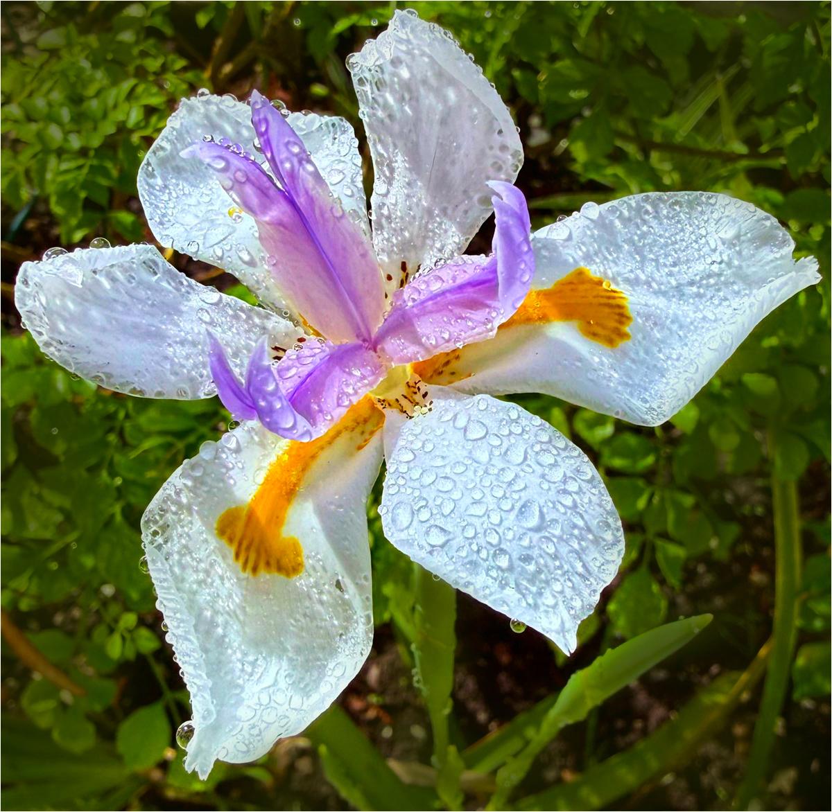 Roditski Debra Dewy Morning Wood Iris Nature   Botanical   Class B 20260225